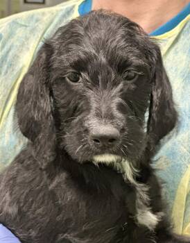 Hound Dogs Available for Adoption in Elmsford, New York - Rosalind | PetCurious