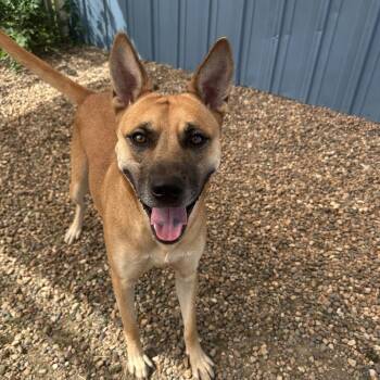Sugar -  Shepherd and Mixed Breed Dog for Adoption in Chariton, Iowa - Sugar | PetCurious