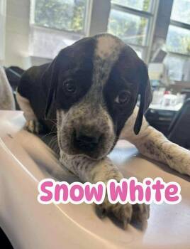 Rescue Spaniel Dogs for Adoption in Ringwood, New Jersey - Snow White | PetCurious