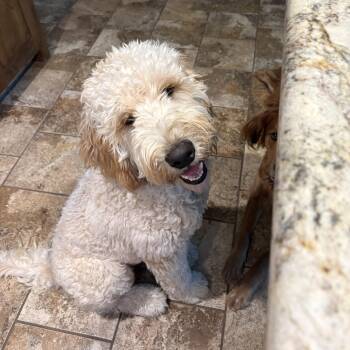 Goldendoodle Dogs Available for Adoption in Coppell, Texas - Simba | PetCurious