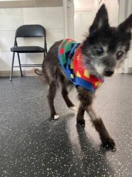 Chewy -  Pomeranian and Mixed Breed Dog for Adoption in Schenectady, New York - Chewy | PetCurious