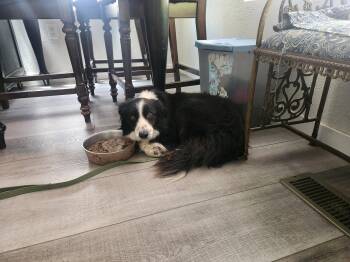 Sadie -  Border Collie Dog Available for Adoption in Paso Robles, California - Sadie | PetCurious