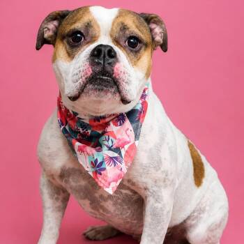 Zola -  American Bulldog Dog for Adoption in Sunderland, Maryland - Zola | PetCurious