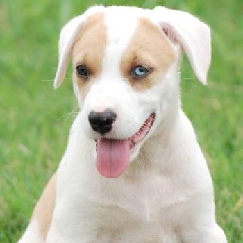 Mickey -  Australian Shepherd and Hound Dog for Adoption in Madisonville, Texas - Mickey | PetCurious