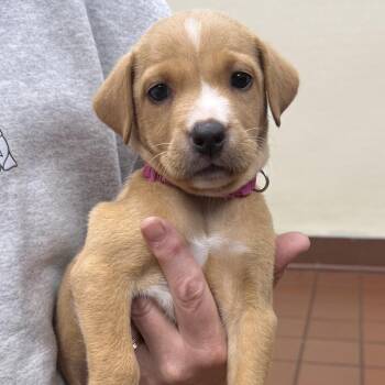 Molly -  Labrador Retriever and Mixed Breed Dog for Adoption in Jefferson, New Jersey - Molly | PetCurious