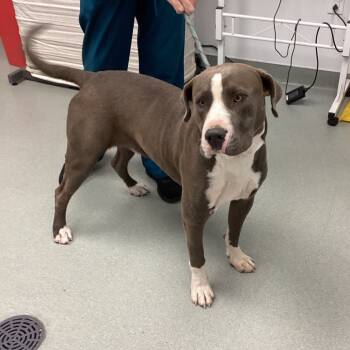 Rescue Pit Bull Terrier Dogs for Adoption in Abilene, Texas - Talon | PetCurious