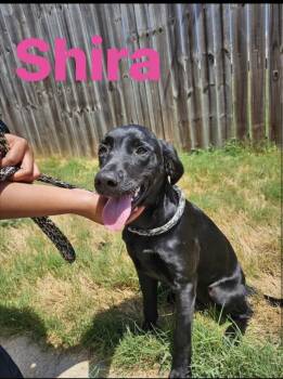 Sheera -  Labrador Retriever Dog for Adoption in Beverly Hills, California - Sheera | PetCurious
