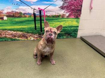 French Bulldog and Mixed Breed Dogs Available for Adoption in Moreno Valley, California - A551140 | PetCurious