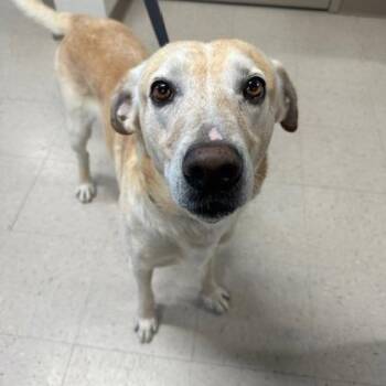 Labrador Retriever and Mixed Breed Dogs Available for Adoption in Kansas City, Missouri - Duke | PetCurious