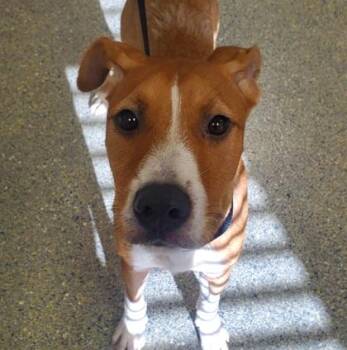 Kronk -  Airedale Terrier and Mixed Breed Dog for Adoption in Kansas City, Missouri - Kronk | PetCurious