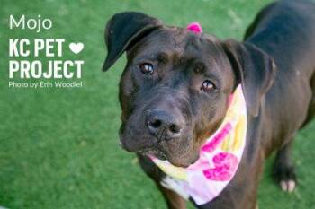 Pit Bull Terrier and Mixed Breed Dogs Available for Adoption in Kansas City, Missouri - Mojo | PetCurious