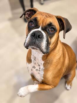 Ellie Mae -  Boxer Dog for Adoption in Monticello, New York - Ellie Mae | PetCurious