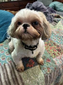 CoCo -  Shih Tzu Dog for Adoption in Indianapolis, Indiana - CoCo | PetCurious