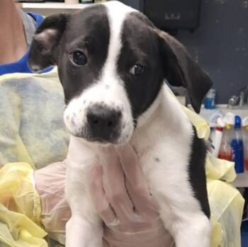 Cattle Dog Dogs Available for Adoption in Hollister, Missouri - Molly | PetCurious