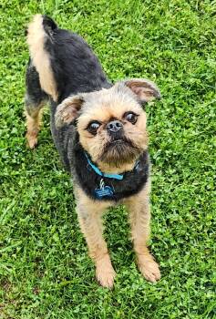 Bruno -  Brussels Griffon Dog for Adoption in Lisbon, Iowa - Bruno | PetCurious