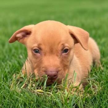 Lucky Charms -  Labrador Retriever and Pit Bull Terrier Dog for Adoption in Baraboo, Wisconsin - Lucky Charms | PetCurious