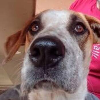 Rescue Australian Cattle Dog Blue Heeler and Labrador Retriever Dogs for Adoption in San Juan Bautista, California - Boba | PetCurious