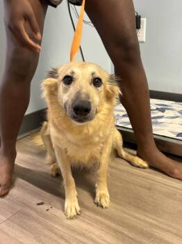Cricket -  Shetland Sheepdog Sheltie Dog for Adoption in Washington, District Of Columbia - Cricket | PetCurious