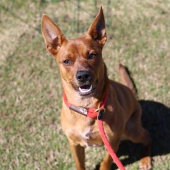 Feist and Mixed Breed Dogs Available for Adoption - Kida | PetCurious