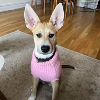 Shepherd and Mixed Breed Dogs Available for Adoption - Hootie | PetCurious