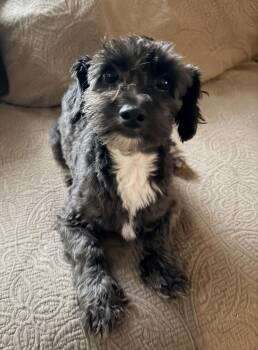 Rolo -  Miniature Poodle and Miniature Schnauzer Dog for Adoption in Stoughton, Massachusetts - Rolo | PetCurious