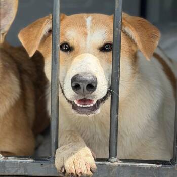 Squash -  Anatolian Shepherd and Mixed Breed Dog for Adoption in Fort Smith, Arkansas - Squash | PetCurious