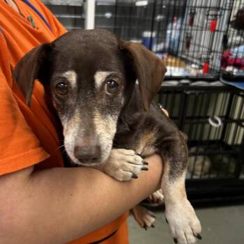 Mocha -  Dachshund Dog for Adoption in Westminster, California - Mocha | PetCurious