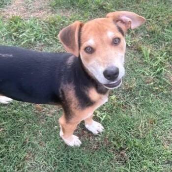 Gibson -  Mixed Breed Dog for Adoption in Tunica, Mississippi - Gibson | PetCurious