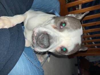 Boxer Dogs Available for Adoption in Philadelphia, Pennsylvania - Bouncy Bella Boo | PetCurious