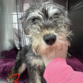 Mixed Breed Dogs Available for Adoption in Canton, Illinois - Kermit | PetCurious