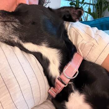 Mixed Breed Dogs Available for Adoption - Lonnie | PetCurious