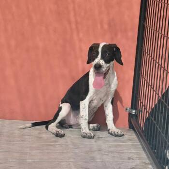 Gorgonzola -  Mixed Breed Dog for Adoption in Bradenton, Florida - Gorgonzola | PetCurious