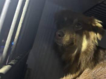 Border Collie and Mixed Breed Dogs Available for Adoption - A652851 | PetCurious