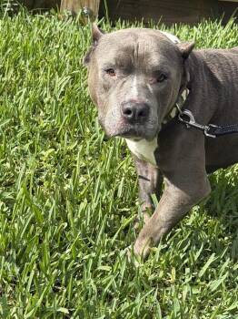 Champ -  Mixed Breed Dog for Adoption in Melbourne Beach, Florida - Champ | PetCurious