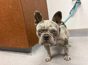 STORMI -  French Bulldog Dog for Adoption in Rancho Cucamonga, California - STORMI | PetCurious