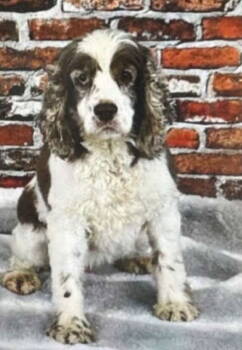 Rescue Cocker Spaniel Dogs for Adoption in Minneapolis, Minnesota - Chocolate Chip D6127 | PetCurious