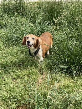 Rescue Beagle Dogs for Adoption in Chatham, Virginia - Frieda | PetCurious