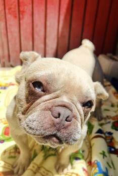 Rescue French Bulldog Dogs for Adoption in Rancho Santa Fe, California - Faith | PetCurious