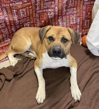 Rescue Mixed Breed Dogs for Adoption in Lacon, Illinois - Ocean | PetCurious
