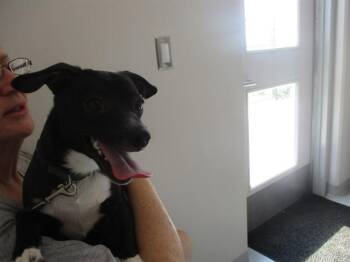BUDDY -  Chihuahua Dog for Adoption in Ocala, Florida - BUDDY | PetCurious