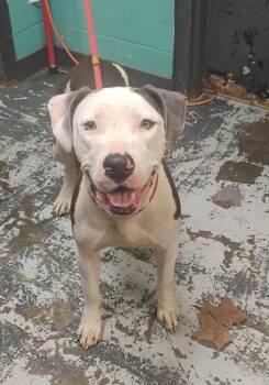 Winnie #210 -  Pit Bull Terrier Dog for Adoption in New Lexington, Ohio - Winnie #210 | PetCurious