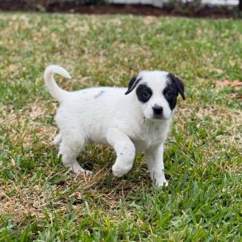 Pointer and Australian Cattle Dog Blue Heeler Dogs Available for Adoption - Panda | PetCurious