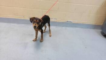 GUPPY PUPPY -  Doberman Pinscher and Mixed Breed Dog for Adoption in Tulsa, Oklahoma - GUPPY PUPPY | PetCurious