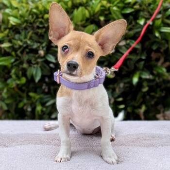 Chihuahua and Jack Russell Terrier Dogs Available for Adoption in Tyrone, Georgia - Roo 05-2740 | PetCurious