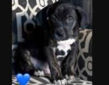 Bogart -  Mixed Breed Dog for Adoption in West Chester, Pennsylvania - Bogart | PetCurious