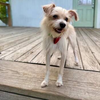Ozzy Happy Feet -  Wirehaired Terrier Dog for Adoption in Friendswood, Texas - Ozzy Happy Feet | PetCurious