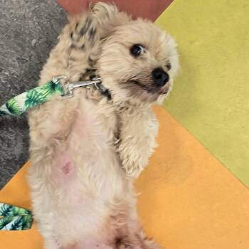 Benjamin -  Mixed Breed Dog for Adoption in Philadelphia, Pennsylvania - Benjamin | PetCurious