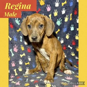 Hound Dogs Available for Adoption in Manchester, Connecticut - Regina | PetCurious