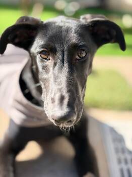 Galgo Spanish Greyhound Dogs Available for Adoption in Winter Park, Florida - Alma | PetCurious