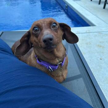 Dachshund Dogs Available for Adoption in Jackson, Missouri - Satin | PetCurious